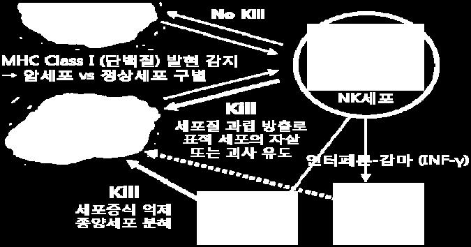 NK세포는자신이가지고있는고유의접착분자 (HMC) 가암을인식하고면역시스템활성화 NK Vue Kit - SP융합기술을활용면역세포가운데하나인 NK 세포활성도진단진단원리 :NK세포활성화-> 인터페론감마양측정을통한 NK수치확인검소비용 / 시간측면에서의편리함과정확성감안상업적성공가능성주목 혈액세포의세균처리및면역에관여하는백혈구내림프구는 NK세포및 T세포그리고