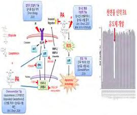 2017 원자력연구개발사업시행계획 55 방사선복합치료용저분자화합물개발 과제명암표적자활용방사선복합치료기술개발 성과내용 방사선복합치료용전이억제제화합물 1종발굴