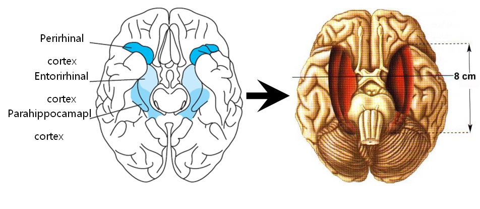 이애영 A B Cortical association cortex Parahippocampal & rhinal cortical areas Fornix Hippocampus Thalamus & Hypothalamus C 그림 4. 사실사건기억에 관여하는 간뇌의 구조.