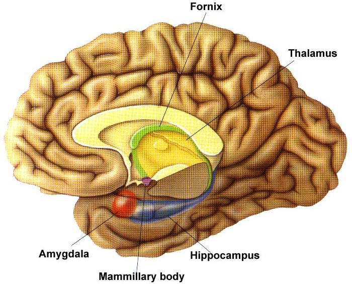 1968년 Teuber 등은 왼쪽 시상 내측등쪽핵(mediodorsal thalamic nucleus) 손상으로 다른 인지기능에는 손상없이 사 실사건기억장애를 보인 환자 N.A.에 대하여 보고한 바 있 다.