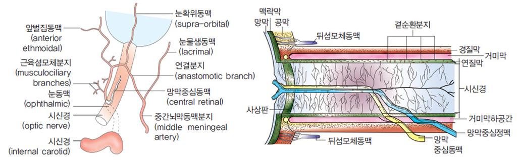 1,3 모든척추동물의망막은기본적으로같은구조를갖는데, 가장바깥층은외절 (outer segment) 이망막색소상피 (retinal pigment epitelium, RPE) 에끼워져있으며세포의몸통이외핵층out- er nuclear layer을이루는광수용체 (photoreceptor) 로구성되고, 다음은횡세포 (horizontal cell) 와양극세포