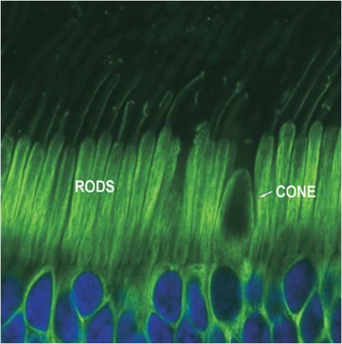 막대세포는 어두운 빛에 반응하 며 막대세포의 시색소(visual pigment)인 로돕신(rhodopsin) 은 초록색(505 nm)의 단일 파장에서 최대로