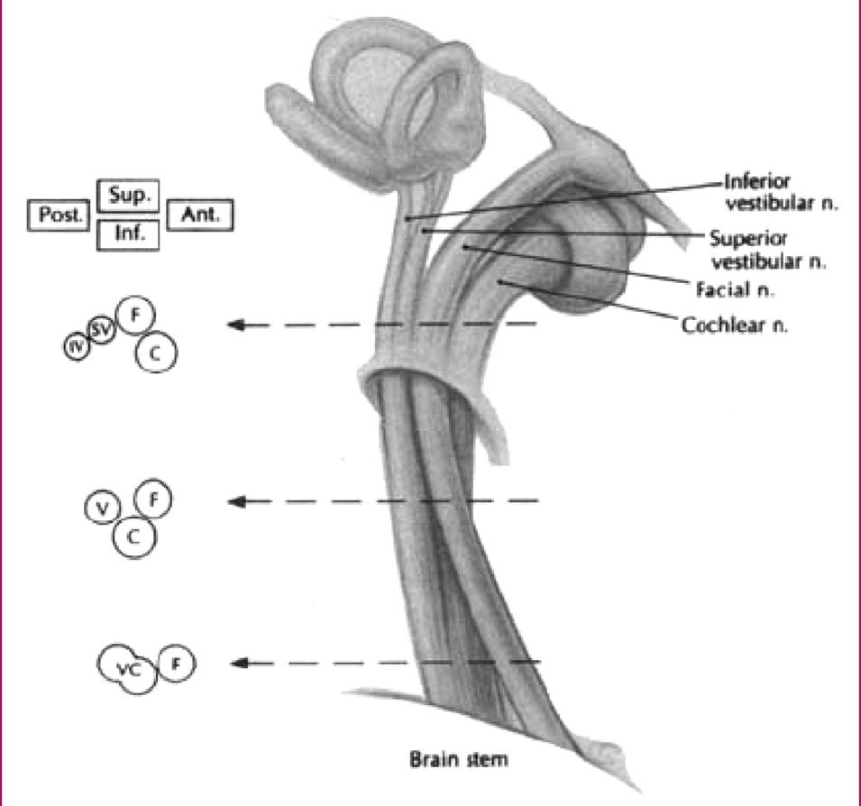 청각 두개의분지로나뉘어지는데하향분지 ( 또는 caudal branch) 는 dorsal CN와 posterior ventral CN로가고상향분지 ( 또는 rostral branch) 는 anterior ventral CN로간다. 1-3 2. 중추성청각계 1-5 1) 와우핵 (cochlear nucleus) Figure 3.