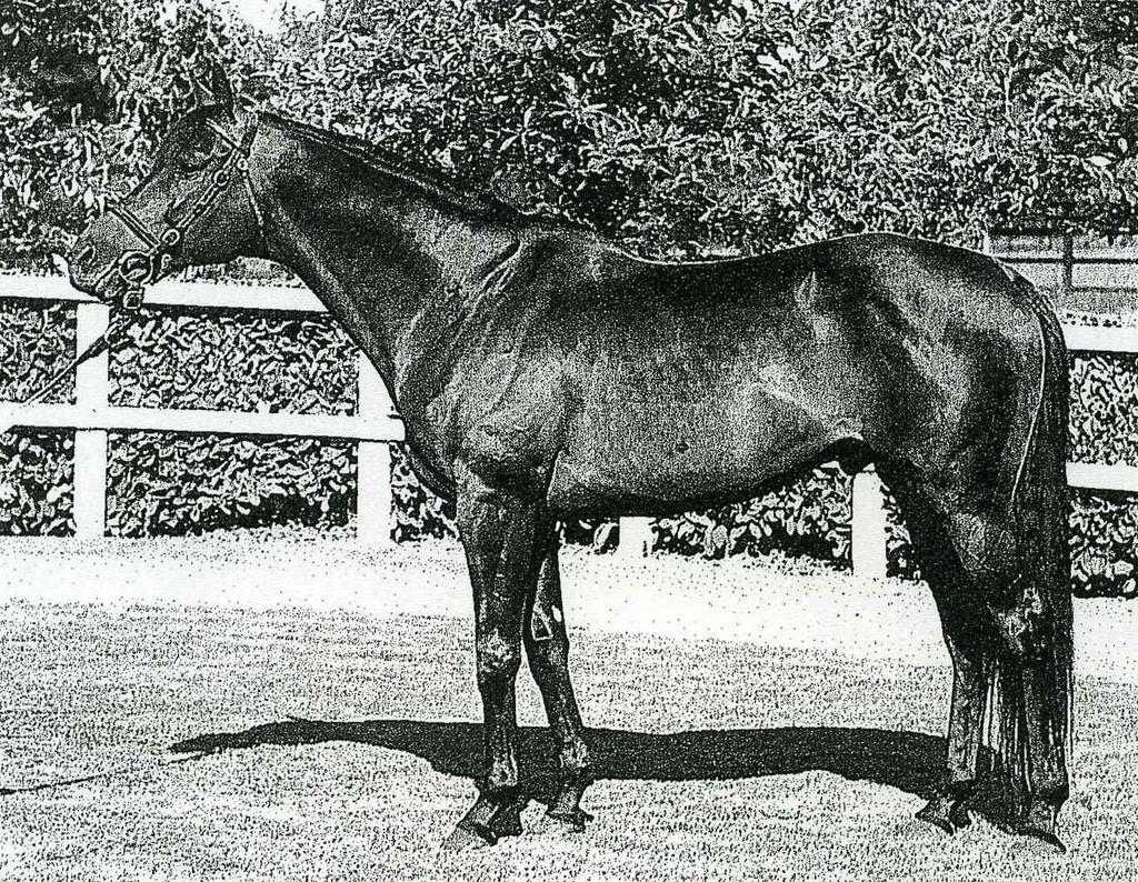 Aga Khan 의챔피언 DARSHAAN (Shirely Heights Delsy) 은 French Derby