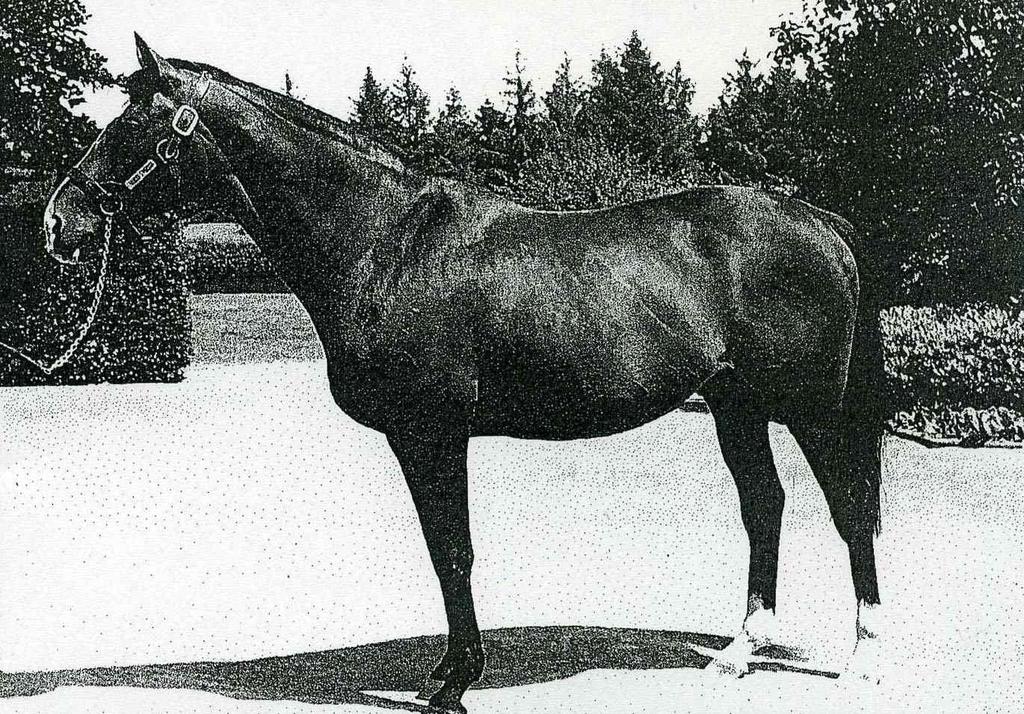 유럽의리딩사이어 SADLER'S WELLS (Northern Dancer Fairy Bridge 아비말 Bold Reason).