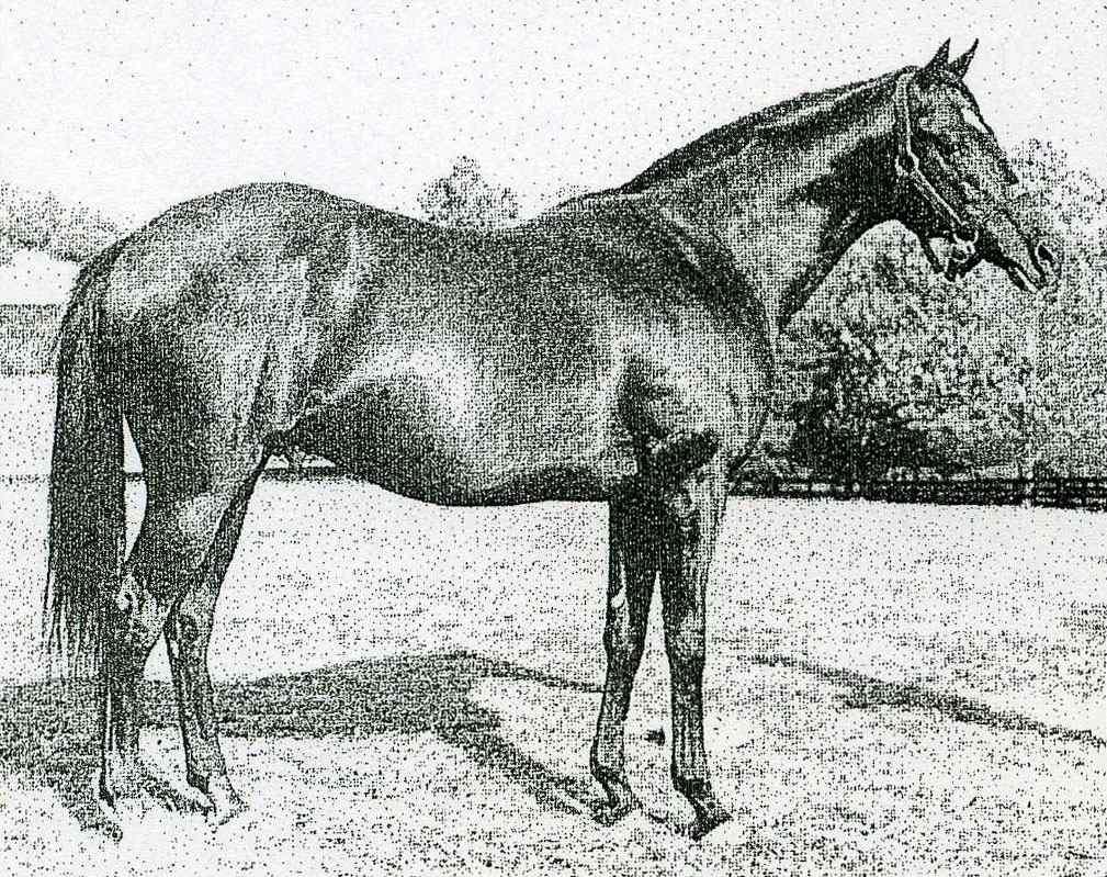 NASRULLAH (Nearco Mumtaz Begum 아비말 Blenheim).