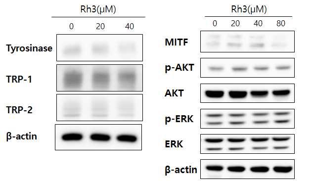 나. Ginsenoside Rh3 (Rh3) 의멜라닌합성저해효능연구 Figure 73. Effects of ginsenoside Rh3 (Rh3) on cell protein expression in melan-a cells. The cells were cultured with 0~80 µm of Rh3 for 8 or 72h.
