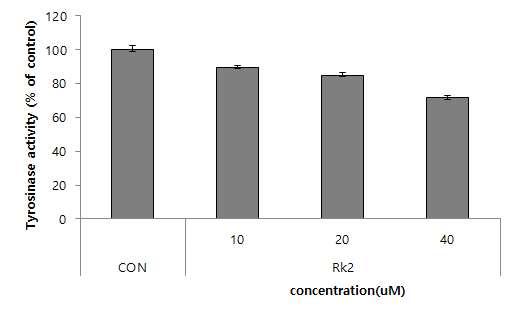 그룹에서 22.7% 의 tyrosinase 저해활성을보여높은멜라닌저해활성에미치는것을 사료된다. 바. Ginsenoside Rk2 (Rk2) 의멜라닌합성저해능연구 - 인삼부산물유래의 single compound 중가장활성이좋은 Rk2 에대한멜라닌합성저 해능을연구하였다. Figure 81.