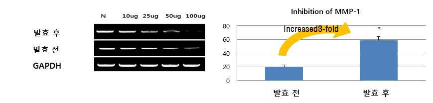 마. MMP-1 Assay - 인삼지상부추출물의발효전 후의주름억제활성을확인하기위하여, MMP-1에대한 assay 실험을진행하였다. UVA의조사에의하여발현되는 MMP-1의억제활성을 Real-time PCR을통하여확인하였으며, 인삼열매발효추출물을농도별로조제하여처리함으로써 MMP-1의억제활성에영향을주는지확인하였다. 그림 90.