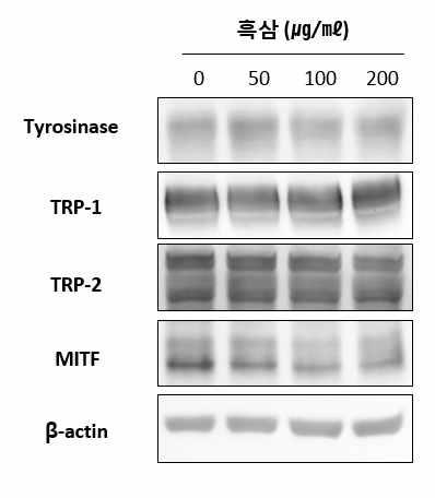 (2) 흑삼의멜라닌합성저해효능연구 흑삼의멜라닌합성저해기전을알아보기위하여멜라닌합성에관련한주요단백질인 Tyrosinase, TRP-1, TRP-2, MITF 에대한단백질발현정도를 western blot을이용하여확인하였음. 그결과 TRP-2와 MITF의발현이조금이지만농도의존적으로감소됨을확인하였음. 그림.