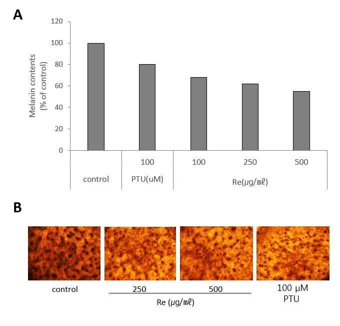 Tyrosinase, TRP-1, TRP-2, MITF 에대한단백질발현정도를 western