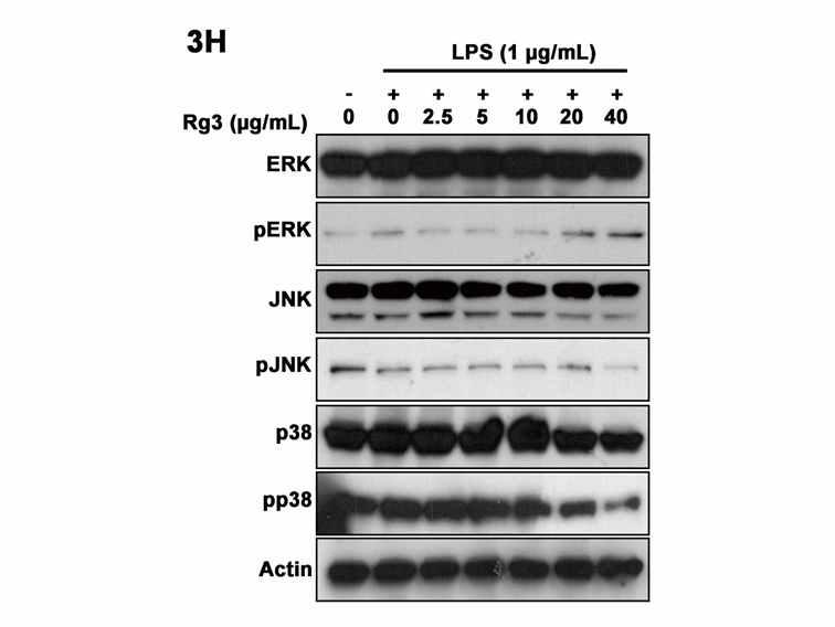 Effects of Rg3 on ICAM-1, VCAM-1, and E-seletin expression in LPS-stimulated HUVECs for 24 or 48h.