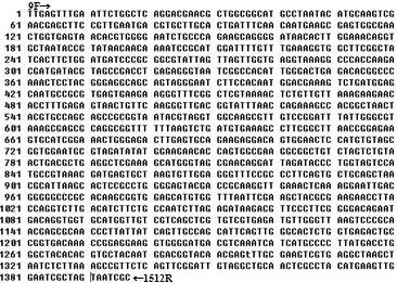 다. 분리균주를이용한인삼 minor 사포닌의생성 - 분리균주의 16S rrna gene sequencing은제노텍에의뢰하였으며, NCBI data base를이용하여분리된균주와 type strain의 similarity(%) 를확인하였다. 균주들의 16S rrna 염기서열을 Clustal X program(thompson et al.