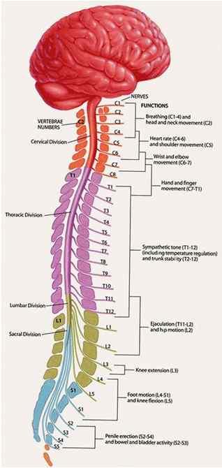 뇌졸중 (CVA, stroke) 운동처방시고려사항 2 무거운중량을드는운동등은반신마비환자들의좌우불균형을강화하므로권장하지않음 소근육활동보다대근육을많이활용하는것을추천 인지손상을보이는대상자의경우연속적인운동수행이어려움