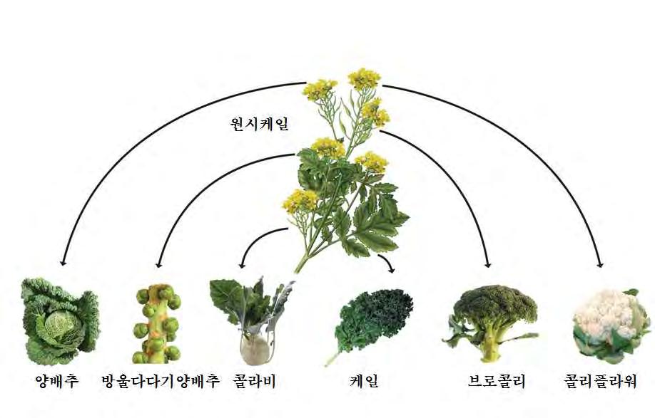 콜라비재배기술 Ⅰ. 원산지및내력 학명 : Brassica oleracea L. var.