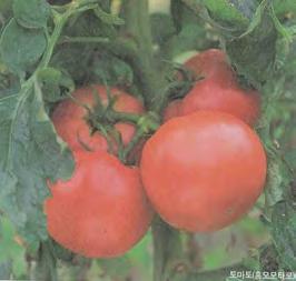토마토 미니토마토재배기술 재배포인트 가지와이어짓기를하지않는다. 비옥한흙에심는다.