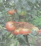 토마토를 비롯하여, 가지 피망 고추 감자등의가지과채소는연작을하면이어짓기 장해를일으키기쉬우므로다른과채소를심고 4~5 년은간격을두어야한다.