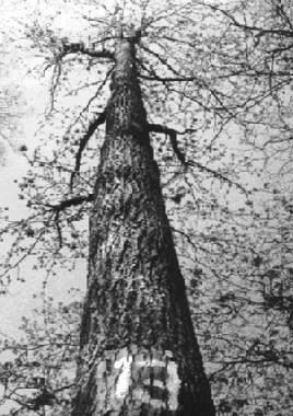 제 1 장 음나무 3 1. 서언 음나무 (Kalopanax septemlobus Koidz.) 는두릅나무科음나무屬으로수고 30m, 흉고직경 1.8m까지자라는거목성수종이다. 우리나라전국의산야에산재되어분포하며계곡부위나비옥한임지에서잘자라는수종이다.