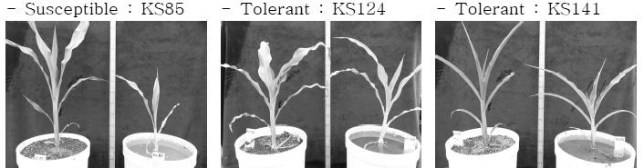 Flooding tolerance evaluation of corn inbred lines during