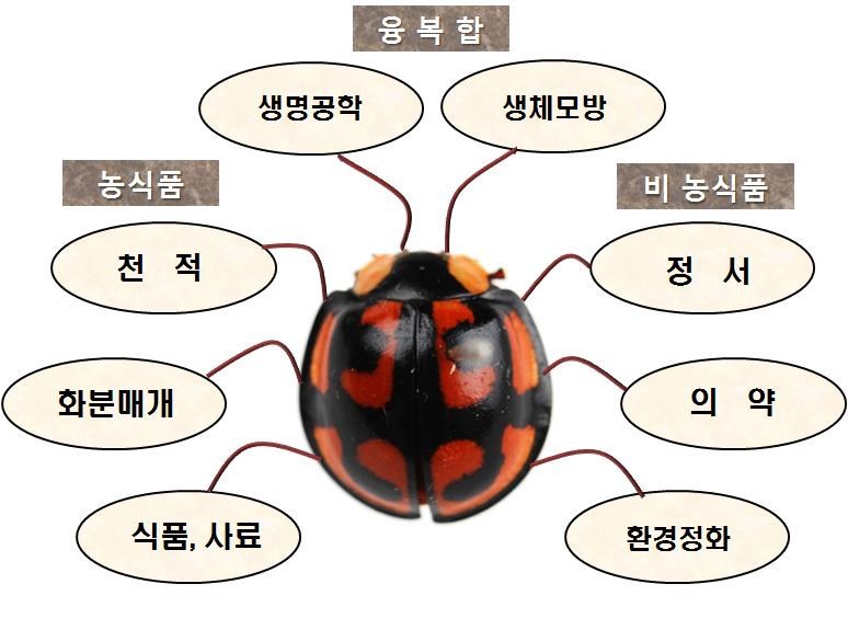 곤충산업의영역확대 곤충산업은농식품, 비농식품, 융복합영역으로구분할수있으며기술의발달에따라다양한분야로확대되는추세 농식품영역 : 천적, 화분매개, 사료, 식품 - 친환경농업과시설원예확산으로해충방제용천적곤충, 꽃의수정을돕는화분매개곤충, 식품 사료용곤충의산업화가활발 비농식품영역 : 정서 ( 애완 교육 예술 관광 ), 의약,