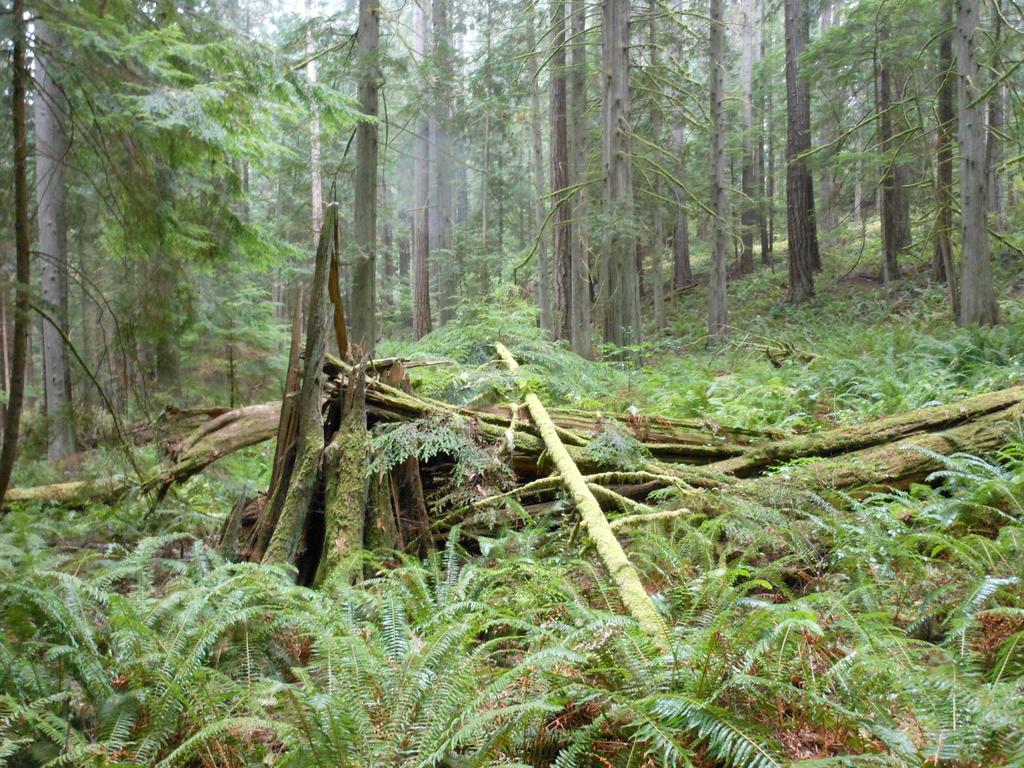 그림 3-11. 숲 내 존치되어 있는 도목 위와 같은 기존의 생각은 타당한 점이 많다. 그러나 임상잔존물은 산림생태계 내 에 있어서 중요한 기능을 담당하고 있다.