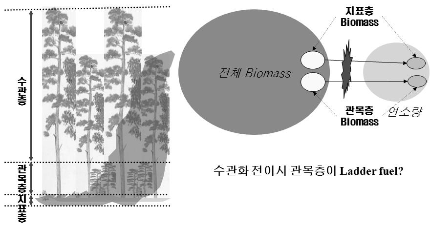 < 그림 3> 연료의수직적구성과관목층연료의역할 (3) 수관층연소량수관층의연소량또한관목층과비슷하게수관층의연료특성을먼저분석하고, 이에따라부위별상대생장식을추정하였다. 수관화가강하게연소된지역이라할지라도일반적으로굵은가지는연소되지않고남아있게된다.