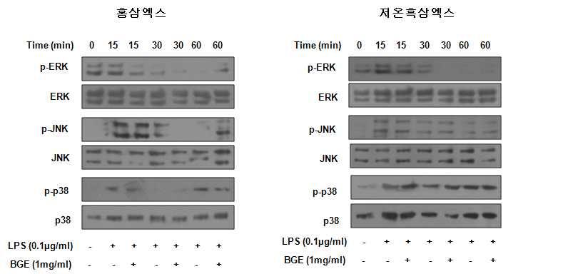 Figure 4-5) (6) 홍삼엑스, 현행흑삼엑스와저온흑삼엑스의 western blotting - 6well plate에 BV2 cell을배양한뒤 sample과 LPS 처리, 24시간배양후단백질추출.