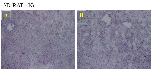 (n=5) 2 D12336-NC : D12336 Vehicle 대조군 (n=5) 3 D12336-Lovastatin_20 mg/kg : D12336+