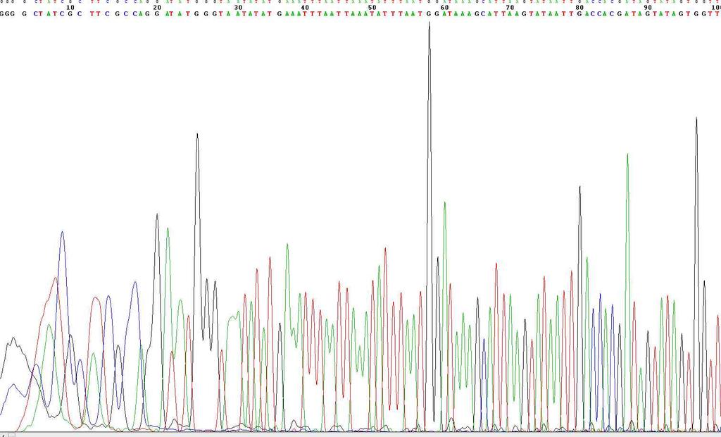 그림 1. 염기서열분석의뢰결과로분석된각각염기서열의 sequencing 정