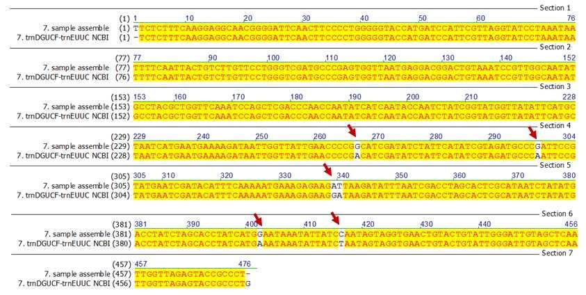 NCBI에등록되어있는 P. densiflora 의 trnd GUC trne UUC non-coding 염기서열 (NCBI 등록번호 : JN854210) 과증폭된유전자의염기서열을 align하였다. 그림 21에서확인할수있듯이화살표로표시한염기서열에서 NCBI data 5개의부위에서염기서열이불일치되는것을확인할수있었다.