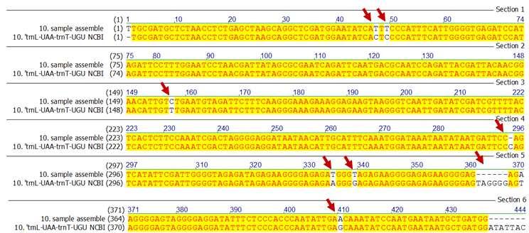NCBI에등록되어있는 P. densiflora의 5 trnl UAA - trnt UGU non-coding 염기서열 (NCBI 등록번호 : JN854210) 과앞서증폭된유전자의염기서열을 align하였다. 그림 30에서확인할수있듯이화살표로표시한 8개의염기서열부위에서 NCBI에등록되어있는유전자와불일치되는것을확인할수있었다.