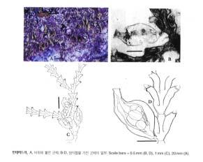 그림 31. Dynamena crisioides Lamouroux 민테히드라 꼬인깃히드라.