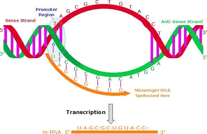 (chromosome) 유전물질 (DNA) 이모여구성된묶음으로세포의핵안에위치. 사람의경우 23 쌍 (6 개 ) 의염색체가존재하고유전자에대한정보가담겨있음.