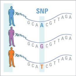 DNA 에의해생체내의모든생물학적기능이조절됨.