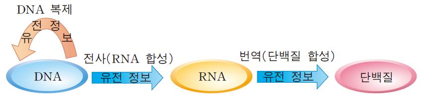 2 유전자발현의조절 다음제시문을읽고각논제에답하시오. < 가 > 유전자는특정단백질을만드는데에대한지시를내린다. 그러나유전물질인 DNA로부터직접단백질이생성되는것은아니다.