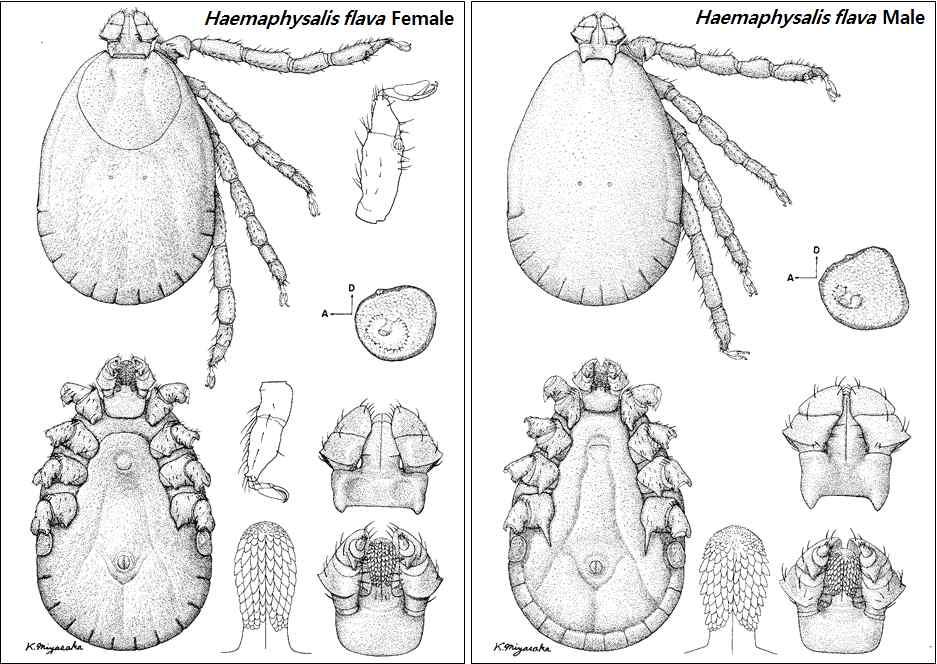 Fig. 2-11 개피참진드기 ( flava) 의형태 (Yamaguti et al., 1971). Fig.