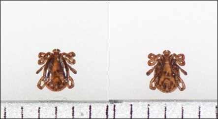 Fig. 2-23 한뿔엉에참진드기 ( japonica) 성충수컷 ( 좌측, 등부위 ; 우측, 배부위 ). 기준자 = 밀리미터 (mm). Fig. 2-25 일본참진드기 (Ixodes nipponensis) 성충암컷 ( 좌측, 등부위 ; 우측, 배 부위 ). 기준자 = 밀리미터 (mm). Fig. 2-24 일본참진드기 (Ixodes nipponensis) 성충수컷 ( 좌측, 등부위 ; 우측, 배 부위 ).