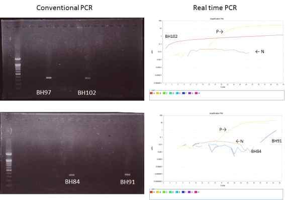 2-28 실시간유전자증폭기 ( 좌 : Applied Biosystems Real-time PCR system, 우 : 분석소프트웨어 ). One-step RT/Nested PCR 방법과 Real-time PCR 방법을비교분석하기위해양성대조를위한 SFTSV RNA 양성샘플을단계적으로희석하여각각의방법으로진행하였다.