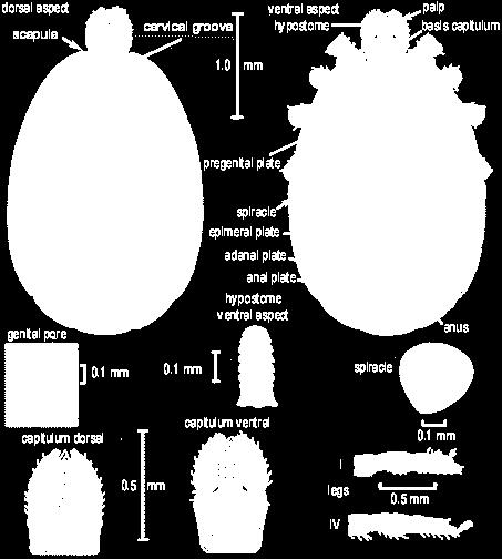 scutum) 의 4 개의위치에 존재한다고알려져있다 (Sonenshine and Roe, 214)<Fig. 3-28>. Fig. 3-28 암컷 ( 좌측 ) 과수컷 ( 우측 ) 참진드기의형태 (Sonenshine and Roe, 214). 나.
