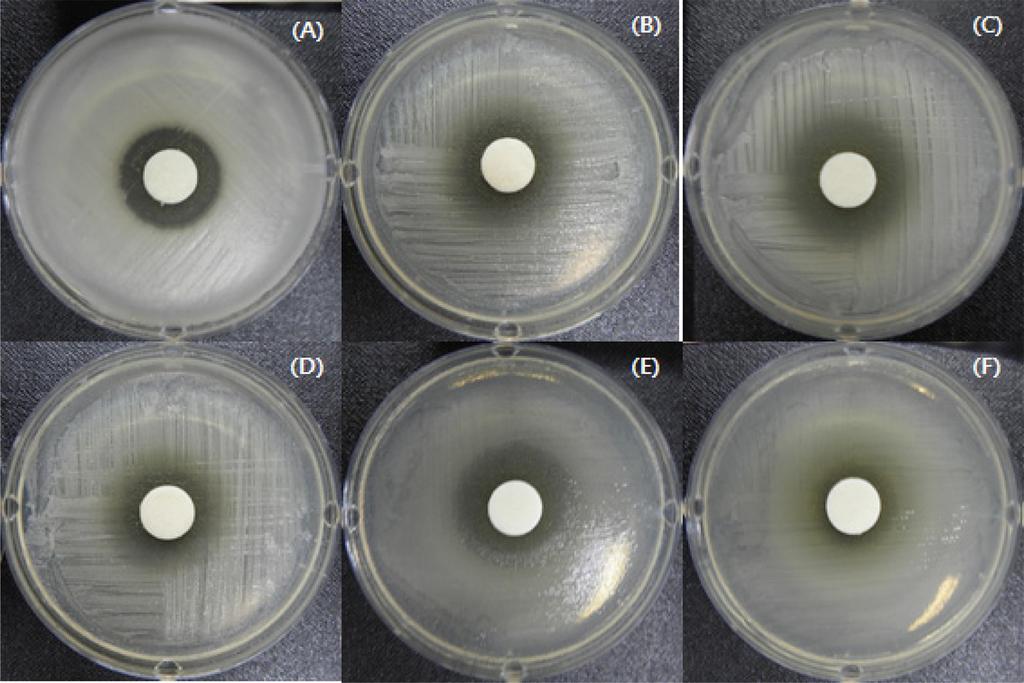 동치미에서분리한혼합젖산균의생리활성증진 251 Fig. 7. Antibacterial activity by 20-fold concentrated supernatants from mixed cultures. Paper discs soaked with the supernatants were placed onto lawn plates of B.