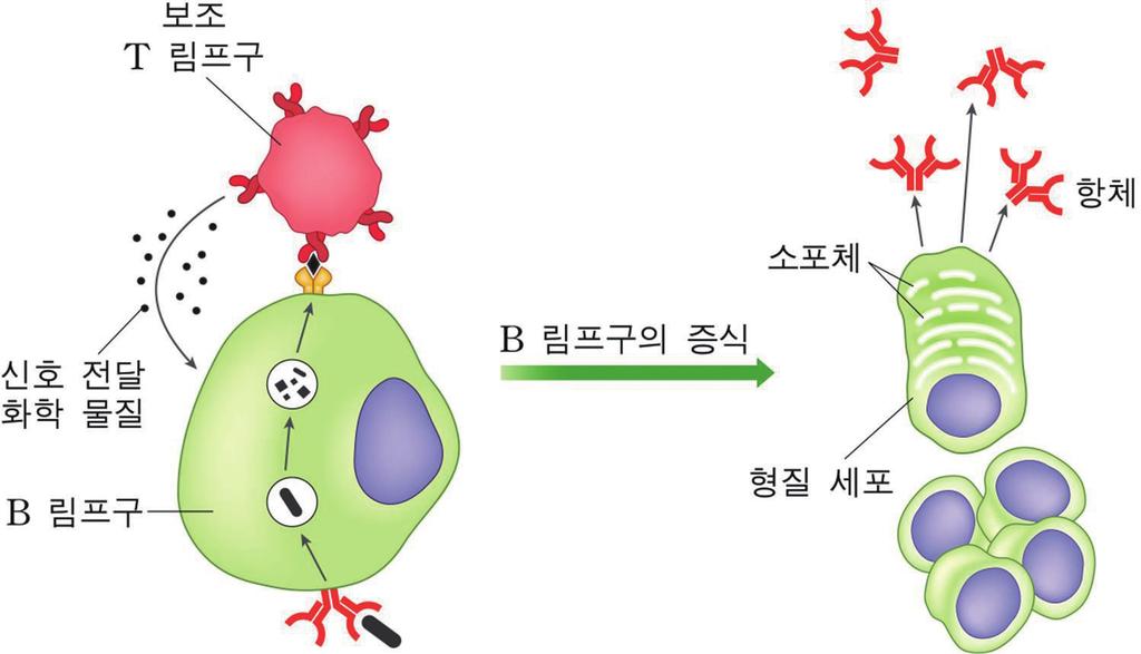 세포성면역 용어풀이 항원 : 면역반응이일어나게하는이물질로병원체를포함하는개념 항체 : 항원이침입했을때체내에서만들어지는물질 1) 항원이침입하면활성화된보조 T