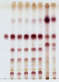 이것을원심분리하여상층액을취하고물로희석한부탄올 (1 3) 10 ml 을넣고섞은다음부탄올층을취하여증발건고한다. 여기에메탄올 1 ml 를넣어녹여검액으로한다. 따로 Rg1 10 mg 을달아물 10 ml 넣어녹여표준액으로한다.