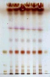 따로선모약전품의가루를달아초산에칠에녹여 1 mg/1 ml 로만들어표준액으로한다. 이들액을가지고박층크로마토그래프법에따라시험한다. 검액 10 ul 를박층크로마토그래프용실리카겔 ( 형광제첨가 ) 을써서만든박층판에점적한다. 다음에초산에칠 메탄올 개미산혼합액 (10 : 1 : 0.1) 을전개용매로하여약 10 cm 전개한다음박층판을바람에말린다.