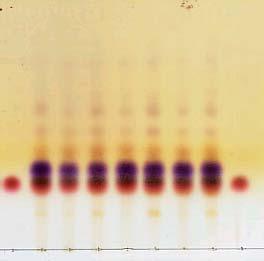 전개된박층판은이사틴아세톤시액 ( 이사틴 0.1 g을취하여아세톤 10 ml 를가하고용해시킨후다시빙초산 1 ml를가한다.) 을뿌린다음 105 에서 30 초동안쬐면 1 개의남색을띤반점이나타난다 (CP). 4) 3) 에서전개시킨또다른박층판에닌히드린시액을뿌린다음 105 에서가열하면, 표준액에서얻은반점과색상및 R f 값이같다 ( 상용중약감정대전 ).