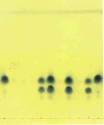 1) 이약의가루 0.5 g 을달아클로로포름 100 ml를넣어녹여검액으로한다. 따로이소보르네올및보르네올 0.3 g 씩을각각달아클로로포름 100 ml 를넣어녹여표준액으로한다. 이들액을가지고박층크로마토그래프법에따라시험한다. 검액및표준액각각 10 μl 씩을박층크로마토그래프용실리카겔 ( 형광제넣은것 ) 을써서만든박층판에점적한다.