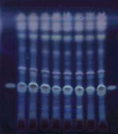 여기에자외선 ( 주파장 254 nm) 을쪼일때검액에서얻은여러개의반점중 1 개의반점은표준액에서얻은암자색의반점과색상및 R f 값이같다 (KP).