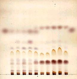 검체들은자외선 (254 nm) 을쪼이거나 (C) 묽은황산시액을뿌렸을때 (D) 및여기에자외선 (365 nm)