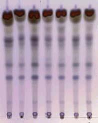 검액과표준액을실리카겔 G 박층판에점적하여벤졸 초산에칠 (9 : 1) 로전개시키고용매를바람에말린다음 30 % 황산시액을뿌리고 105 에서 5 분간가열할때검액은표준액과같은위치에서같은색의반점이나타난다 (DP).