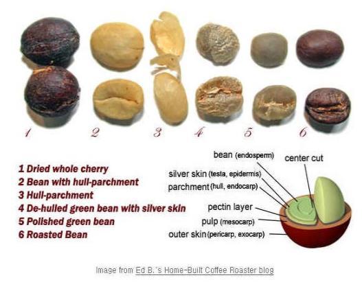 6) 생콩의정제 커피의과실은식물학적으로핵과 ( 核果 ) 이고,
