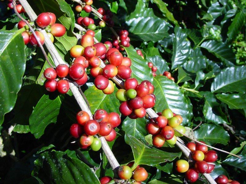 4-2) 코페아아라비카종 (Coffea Arabica) 커피벨트중에서도해발 800m 이상의고산지, 고원에서주로생산되는고급품종커피를통틀어아라비카라종이다. 전세계커피생산량의약 60% 가아라비카종차지하고있다. 고급아라비카가중저가로부스타보다더많을정도다.